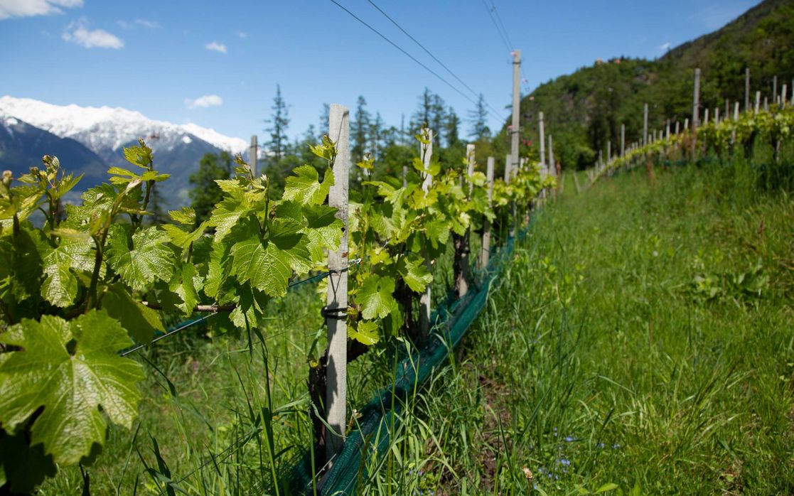 Terroir des Weingut Eichenstein in Meran - Südtirol