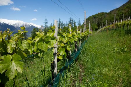 [Translate to Italienisch:] Weingut Eichenstein in Südtirol, Weinkellerei Meran