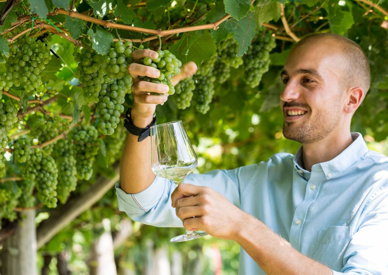 Geradlinige Weinstilistik - trockener Wein aus Südtirol